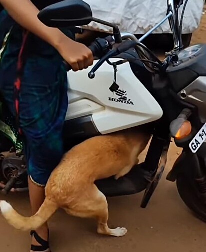 O caramelo está embaixo da moto tentando subir.