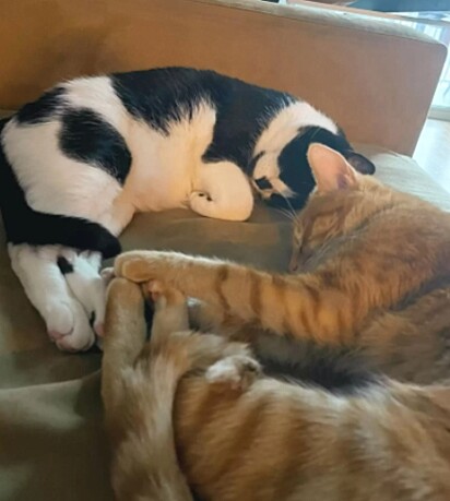 Os felinos estão dormindo juntos.