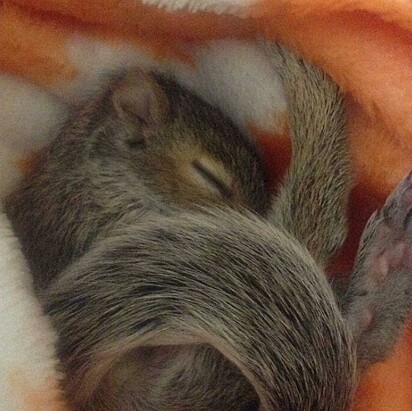 O esquilo está dormindo enquanto bebê.