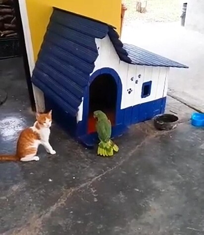 O gato está observando a ave.