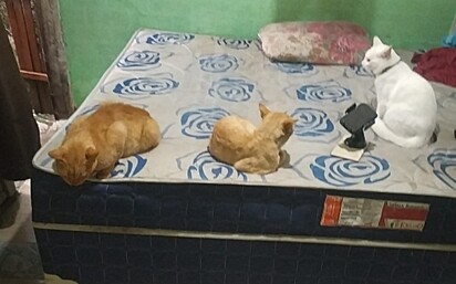 O gatinho está em cima da cama com os irmãos felinos.