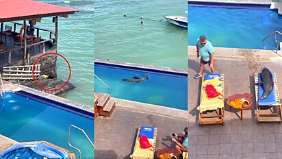 Animal marinho é visto entrando em piscina de hotel e depois deitando em espreguiçadeira de hóspede.
