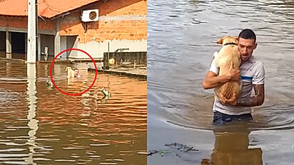 Homem resgata cachorra isolada em enchente.