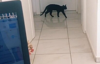 O gato está indo para o banheiro.