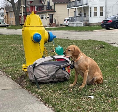A cachorra está amarrada no hidrante.