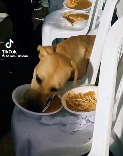O cão está aproveitando o prato de comida.