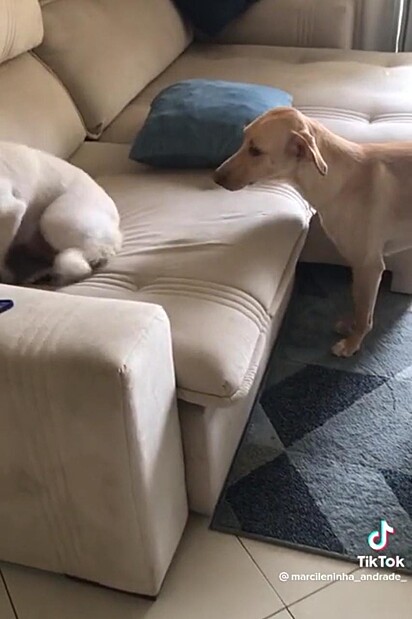 Uma das cachorras subiu no sofá.