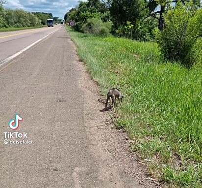 A cachorra está na beira da estrada.