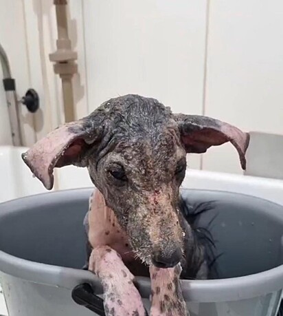A cachorrinha está tomando o primeiro banho. 