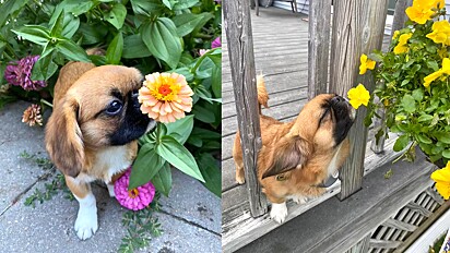 Cão adora sentir o cheiro das flores.