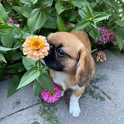 O pequeno fica extasiado quando sente o cheiro das flores.