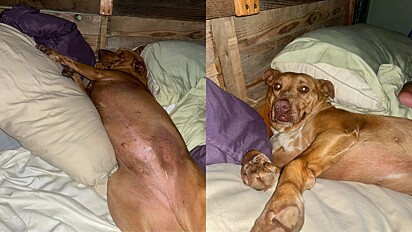A cadela desconhecida foi encontrada dormindo na cama com o casal.
