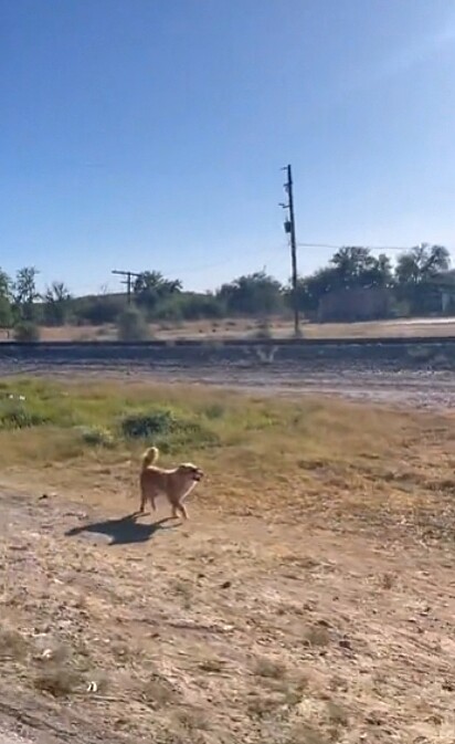 O cão apareceu na filmagem que a mulher fazia da paisagem.