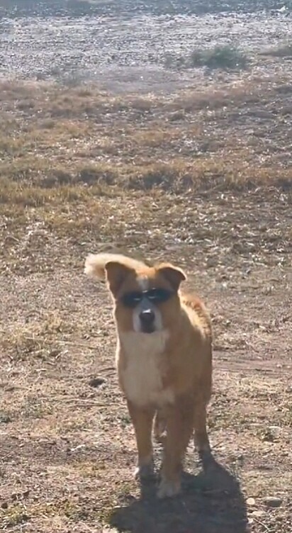 O cãozinho todo estiloso usando óculos de sol.