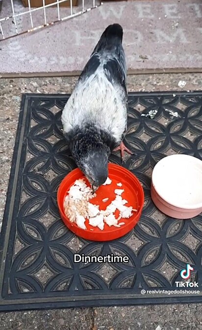 A ave está jantando.