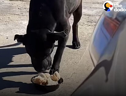 A pit bull está comendo na rua.