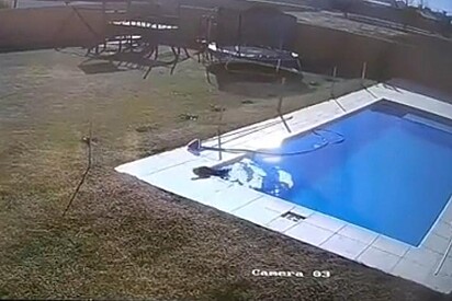 O cachorrinho está na beira da piscina.