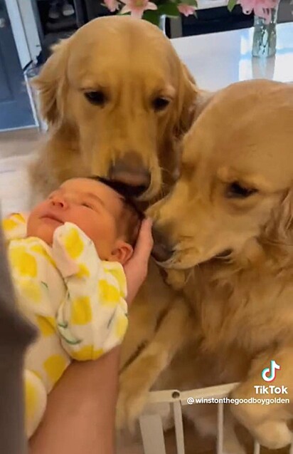A bebê está sendo apresentada aos cães.
