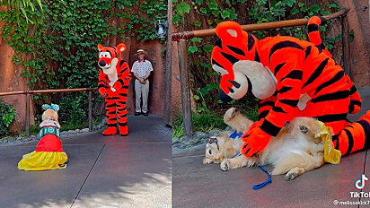 Cadela golden retriever vestida de princesa conhece Tigrão na Disney.