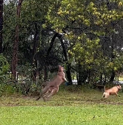 A cadela está correndo do canguru.