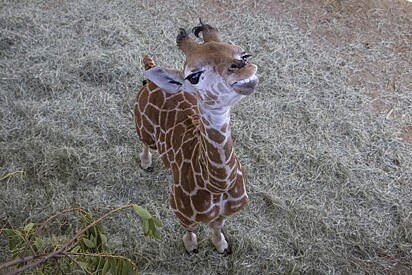 A girafa Msituni.