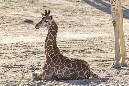 A girafa nasceu com sérios problemas de saúde.