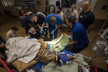 A equipe no zoológico se uniu com uma clínica de ortopedia para corrigir as pernas da girafa. 
