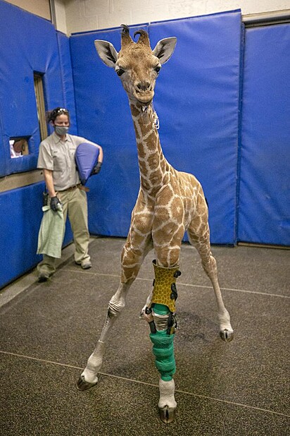 A girafinha tem se recuperado bem.