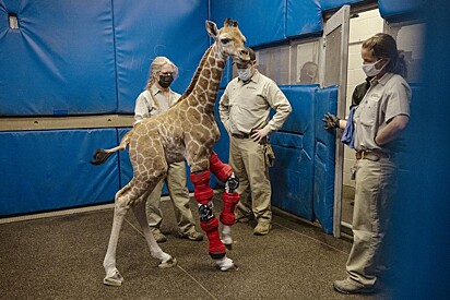 A girafa com parte da equipe que tem a ajudado.