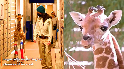 Equipe de zoológico junto de clínica ajudam girafa a corrigir deformidade das patas.