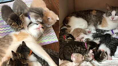 A mamãe gata está criando 10 filhotes.