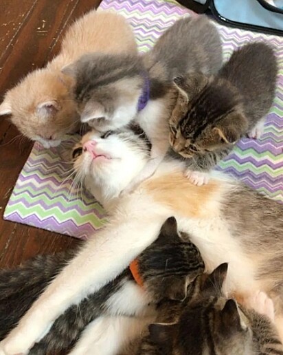 A gata mãe está recebendo carinho de alguns filhotes.