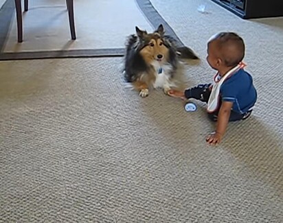 O bebê está tentando alcançar o cachorro.