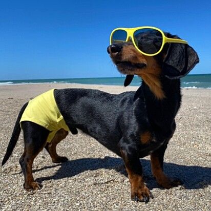 O cão está de calção e óculos na praia.