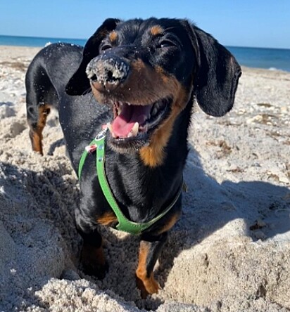 Crusoe está feliz na praia.