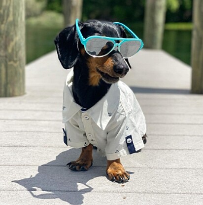O cão está de camiseta social e óculos de sol.