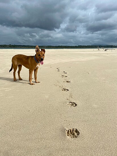 Um cão na praia.