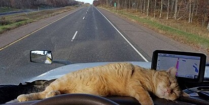 A felina está dormindo no painel do caminhão.