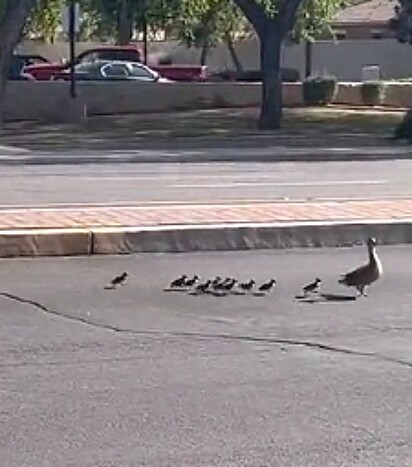 A pata atravessando a rua com seus filhotes.