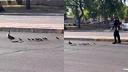 Policial ajuda família de pato a atravessar rua movimentada no Arizona, Estados Unidos.