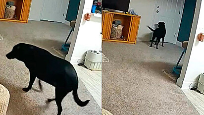Câmera de segurança registra o que cadela faz quando dona está fora de casa.