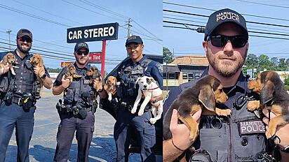 Polícia resgata filhotes de cachorro que estavam em rodovia.