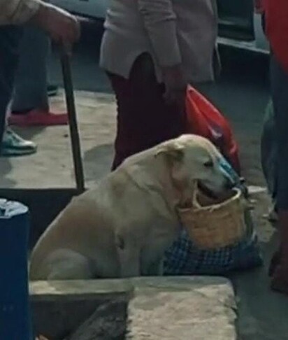 O cachorro está segurando a cesta.
