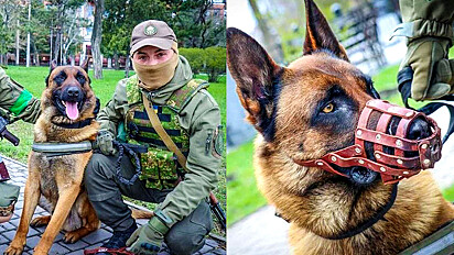 O cãozinho foi adotado pelos ucranianos.