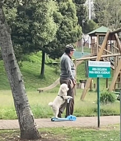 O cão está em um patinete. 
