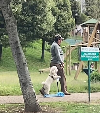 O tutor está levando o cão no parque.