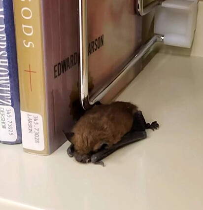 O morcego está dormindo.