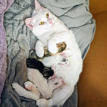 A mãe está amamentando os bebês.