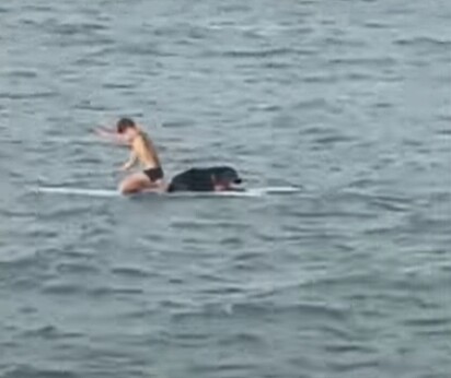 Ao ver o cão no mar o rapaz tirou sua roupa, pegou sua prancha e foi socorrê-lo.