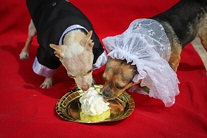Os noivos comendo bolo feito para cães.